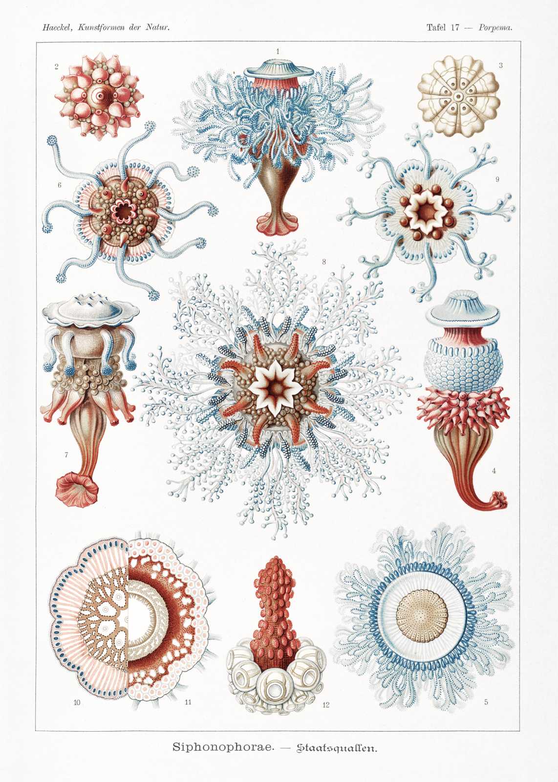 Vintage Siphonophorae Scientific Art Wall Art