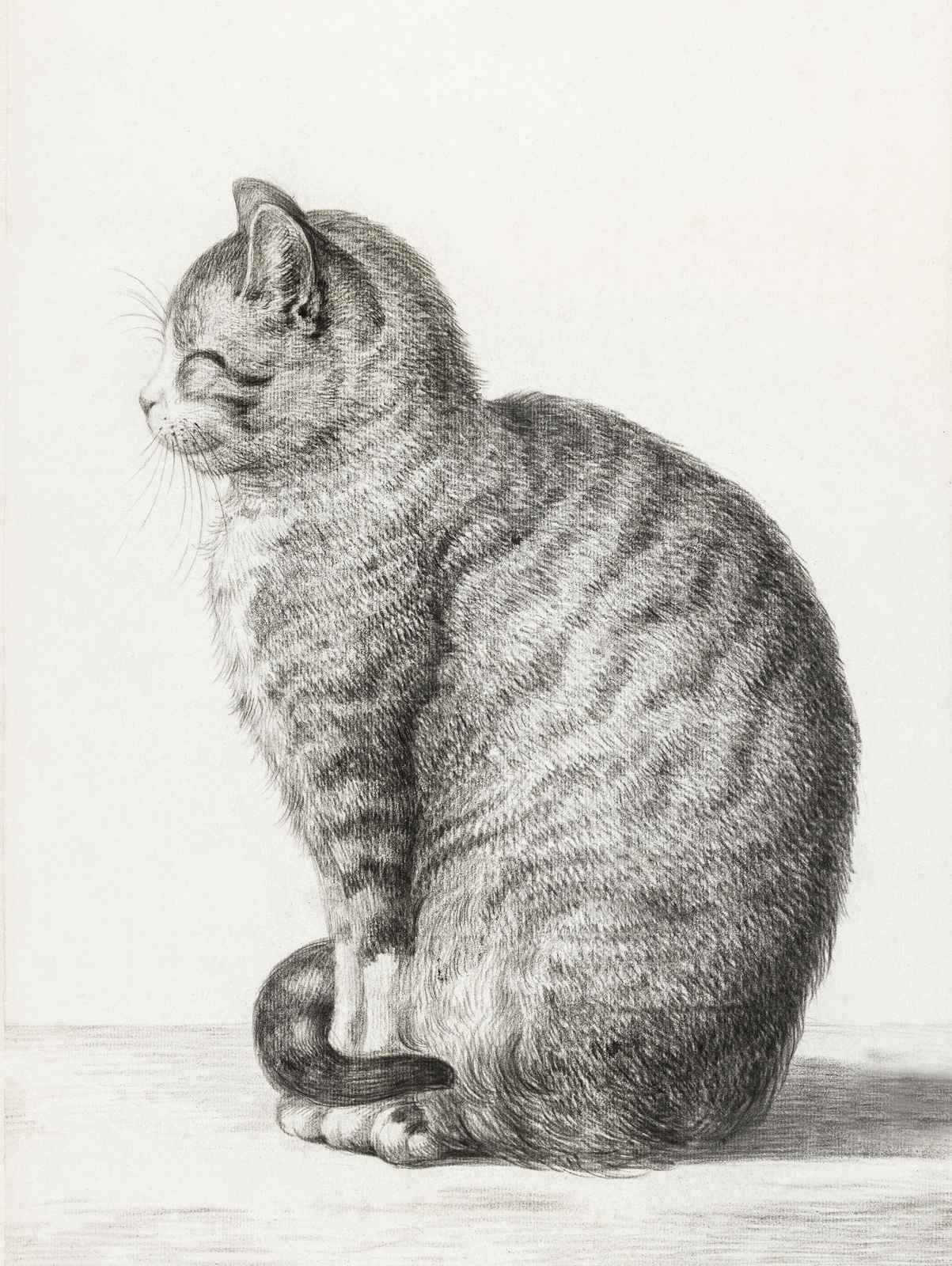 Serene Tabby Cat Portrait Wall Art
