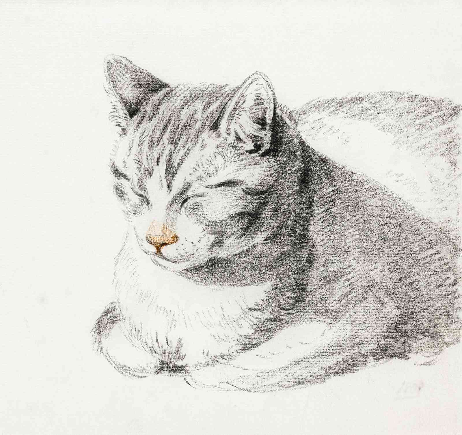 Sleeping Cat Charcoal Sketch Wall Art