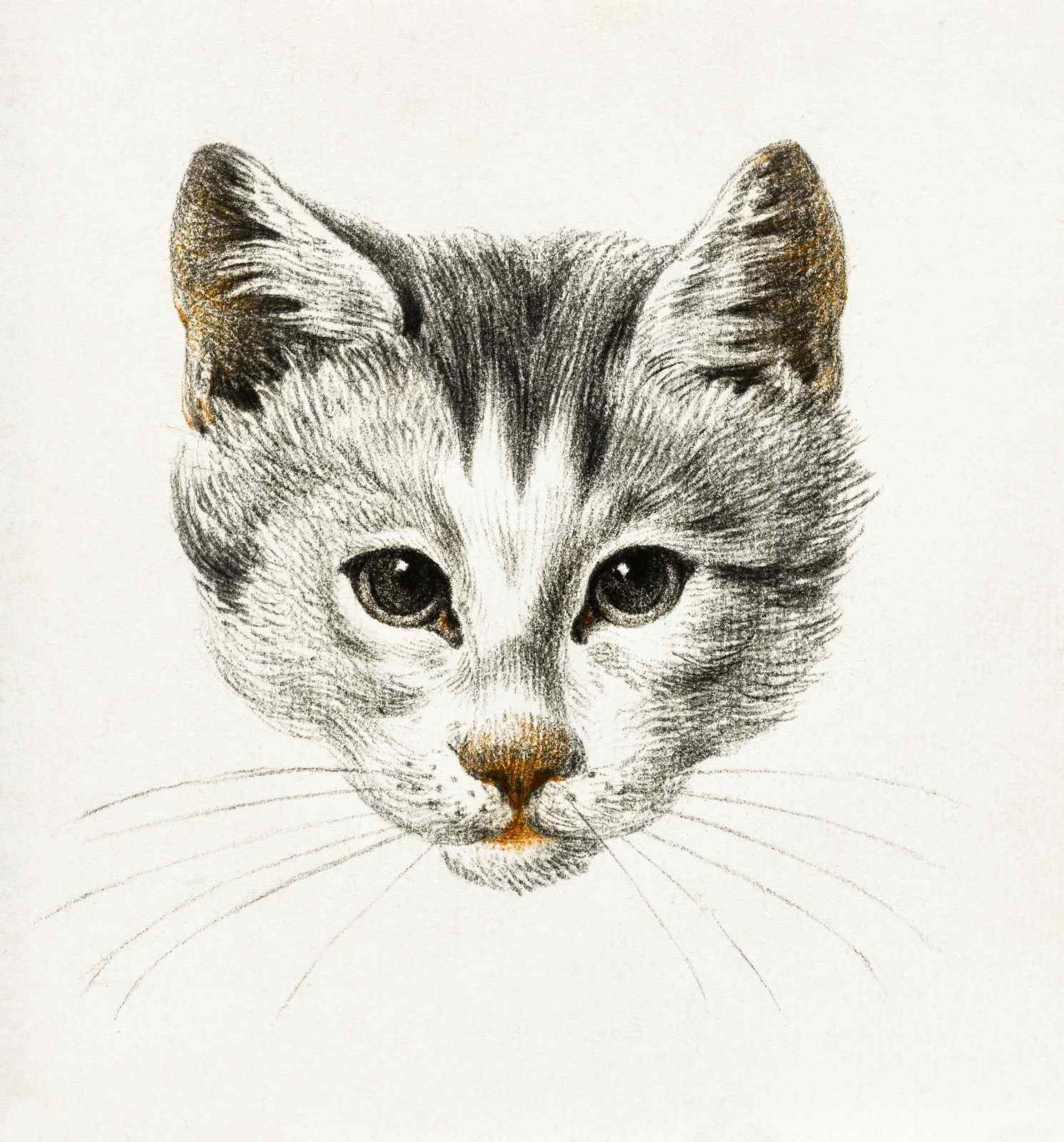 Charming Kitten Portrait Wall Art