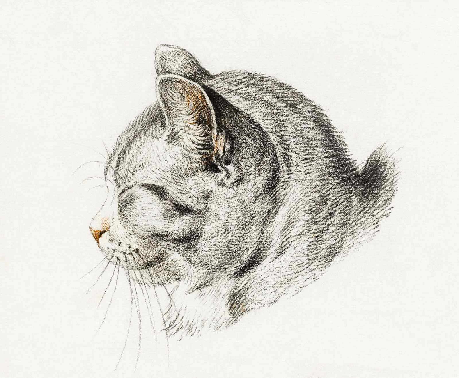 Serene Cat Portrait Sketch Wall Art