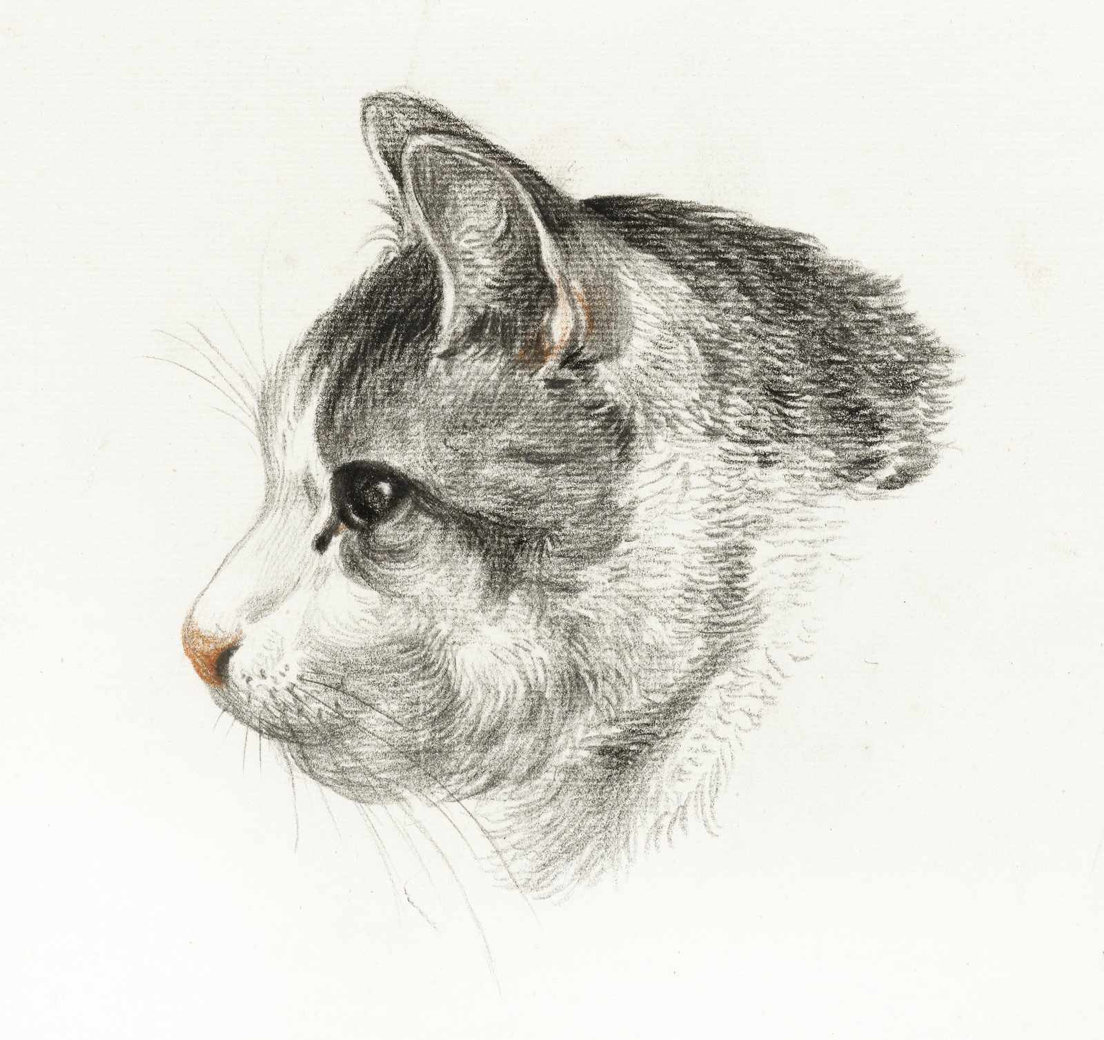 Elegant Cat Profile Sketch Wall Art