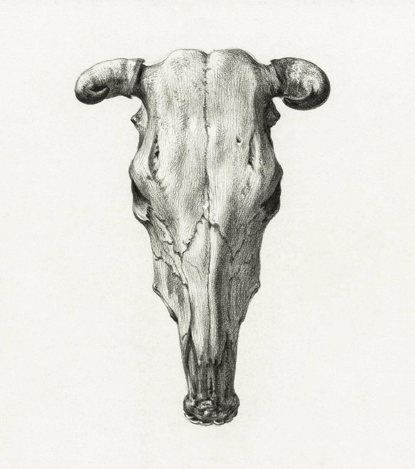 Realistic Bull Skull Graphite Art Wall Art
