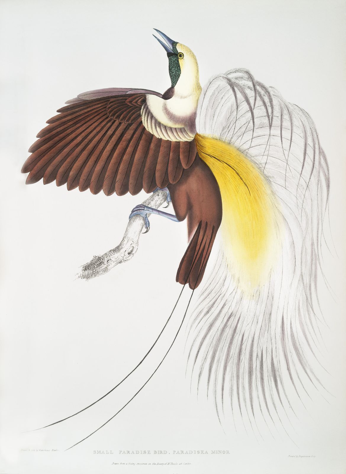 Elegant Bird of Paradise Art Wall Art