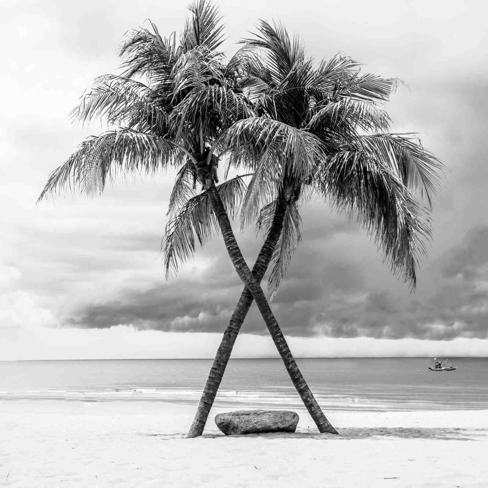 Tropical Palms Beach Escape Wall Art