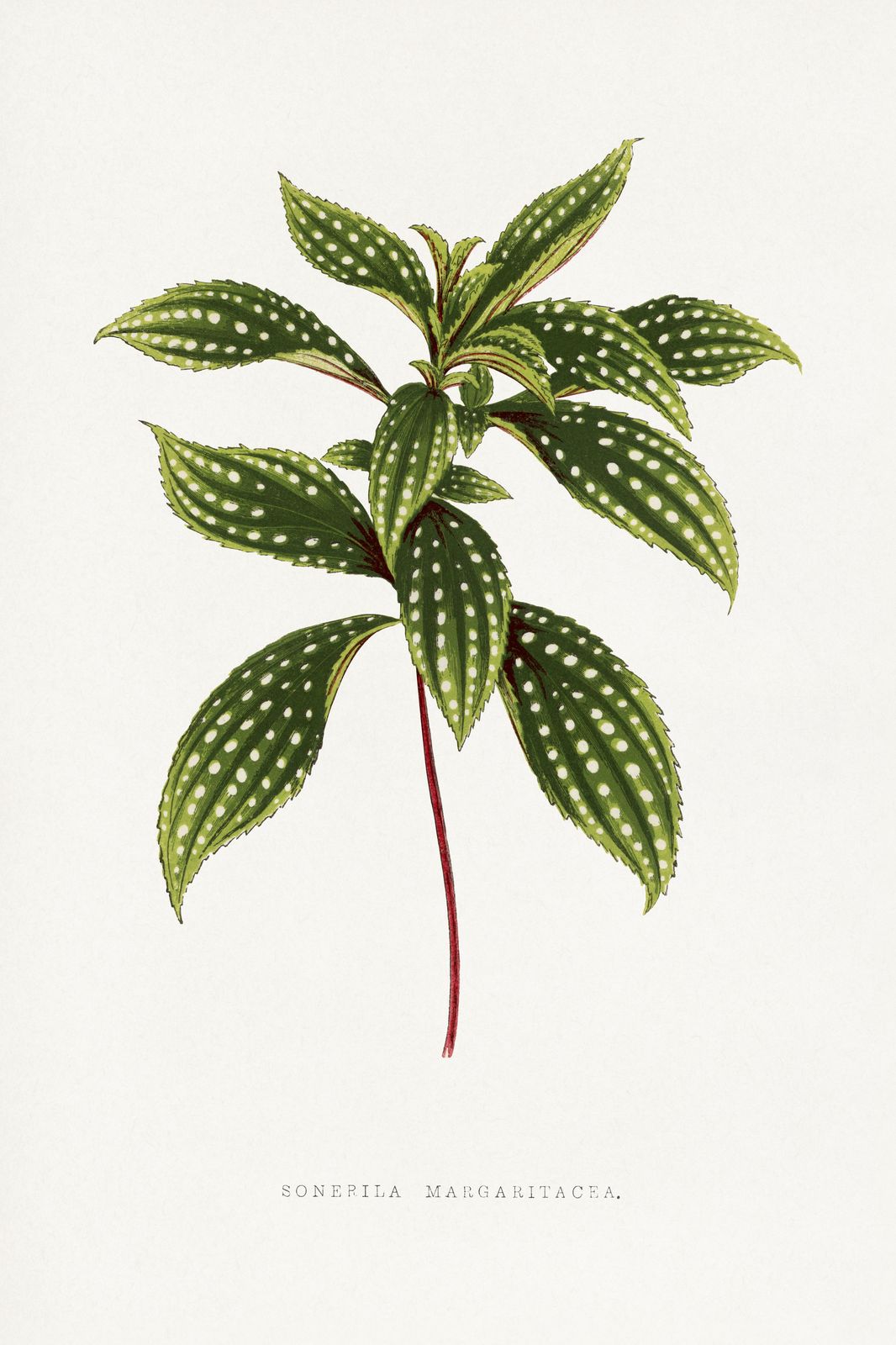 Polka Dot Plant Botanical Art Wall Art