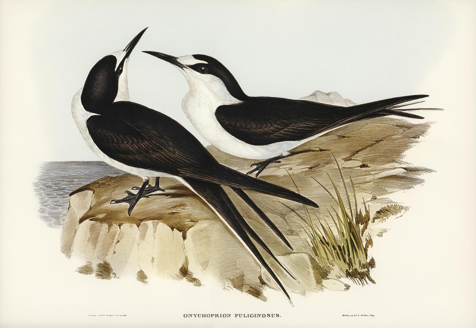 Elegant Sooty Tern Duo Wall Art - Coastal Decor