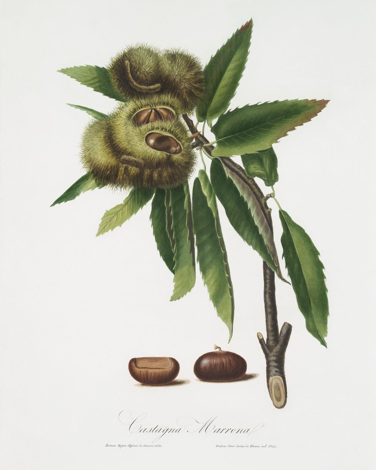 Vintage Chestnut Botanical Art Wall Art