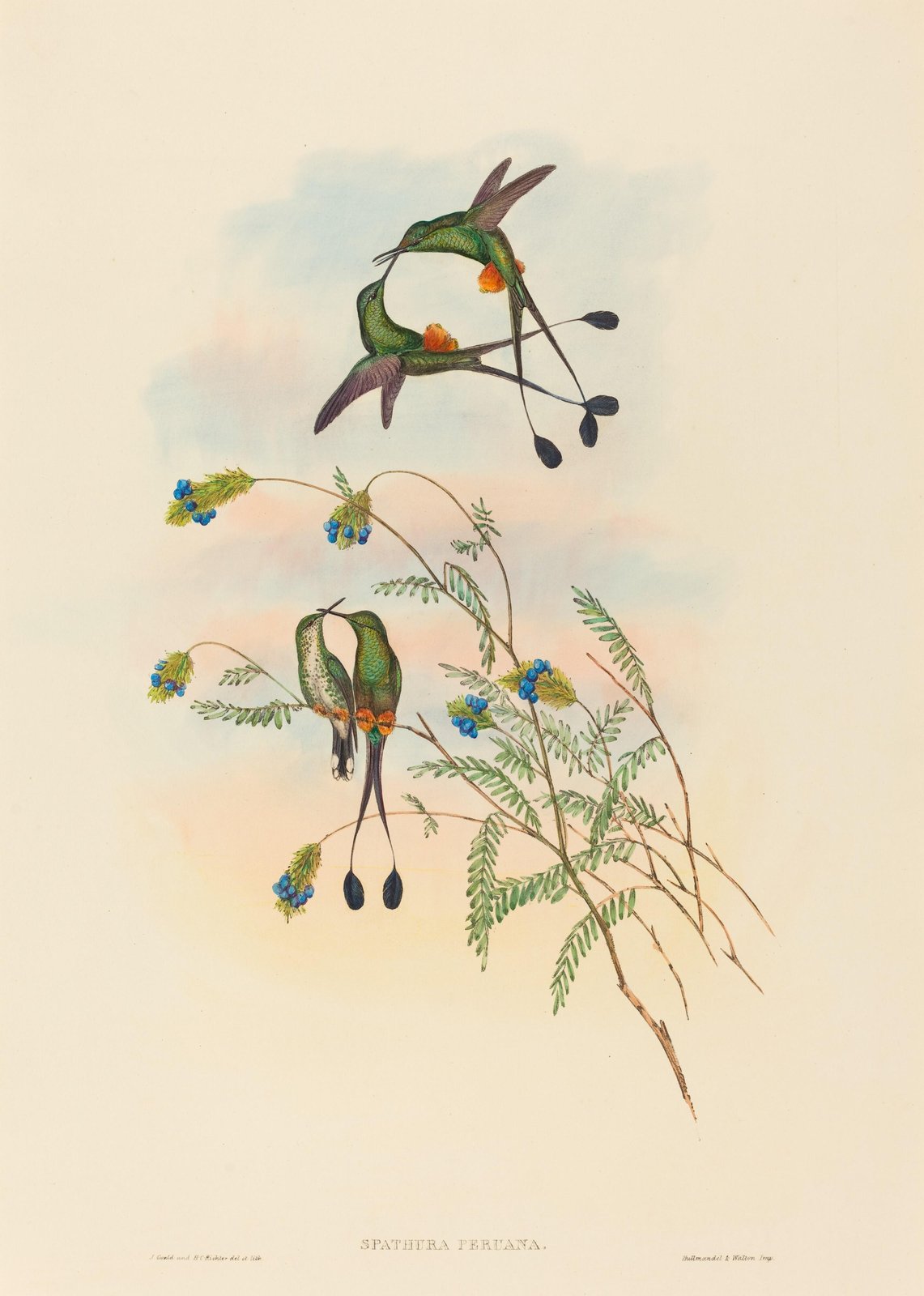 Hummingbird Serenity Botanical Art Wall Art