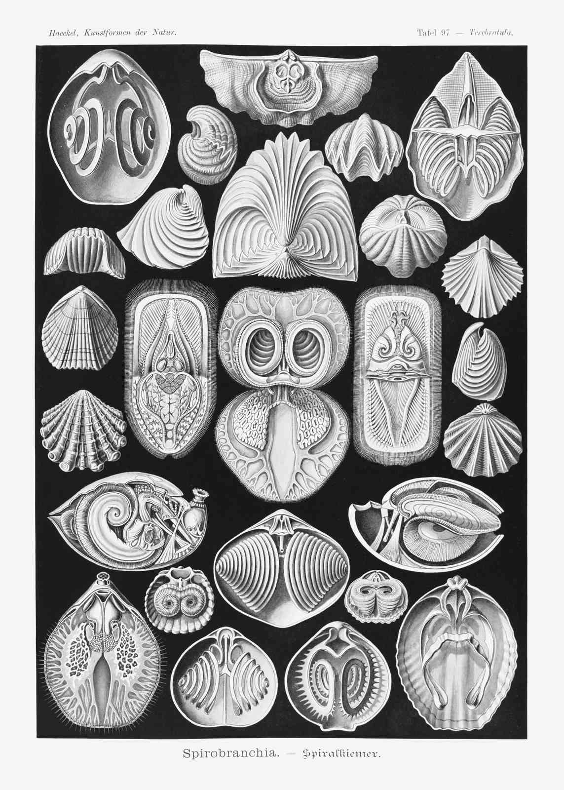 Vintage Shell Anatomy Wall Art