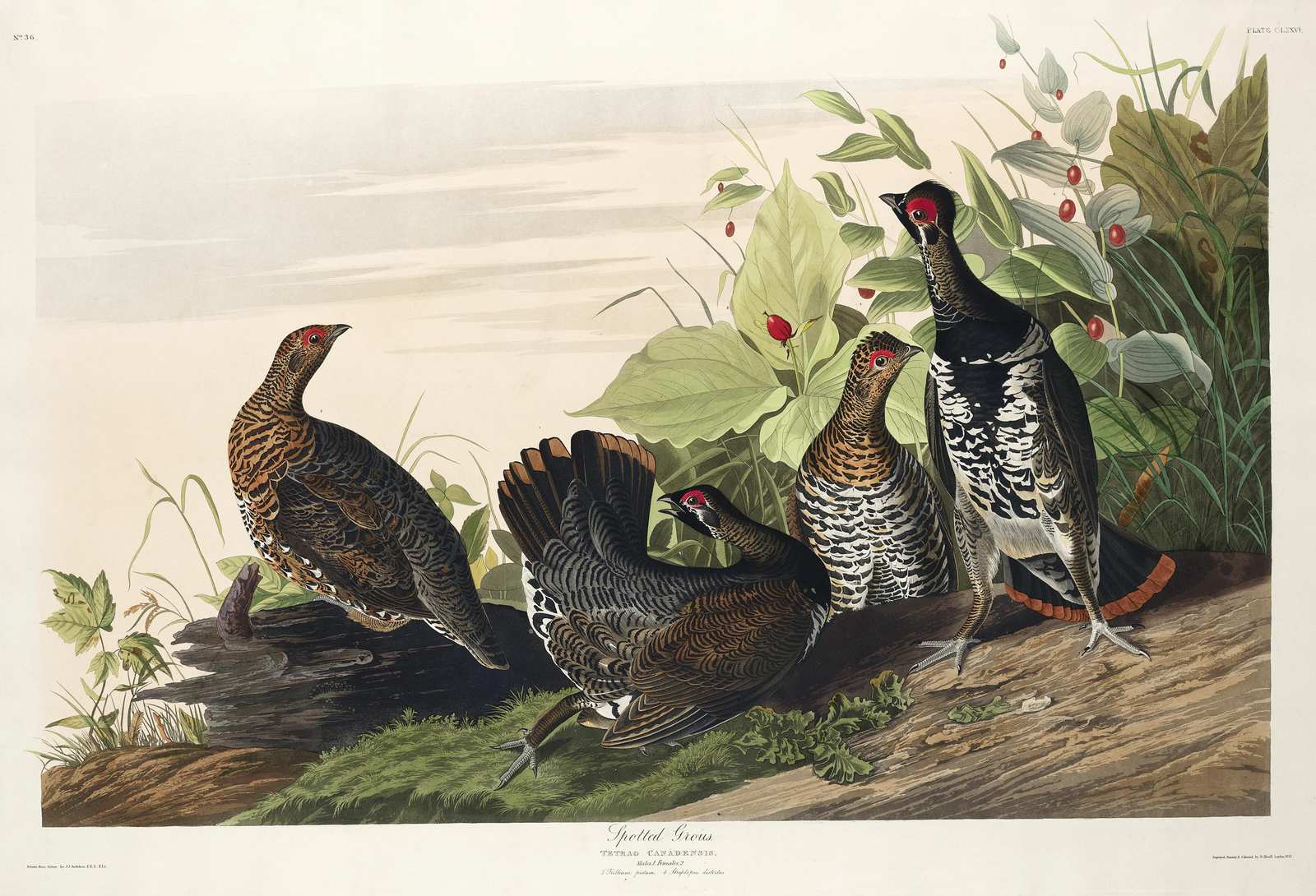 Spotted Grouse Vintage Bird Art Wall Art