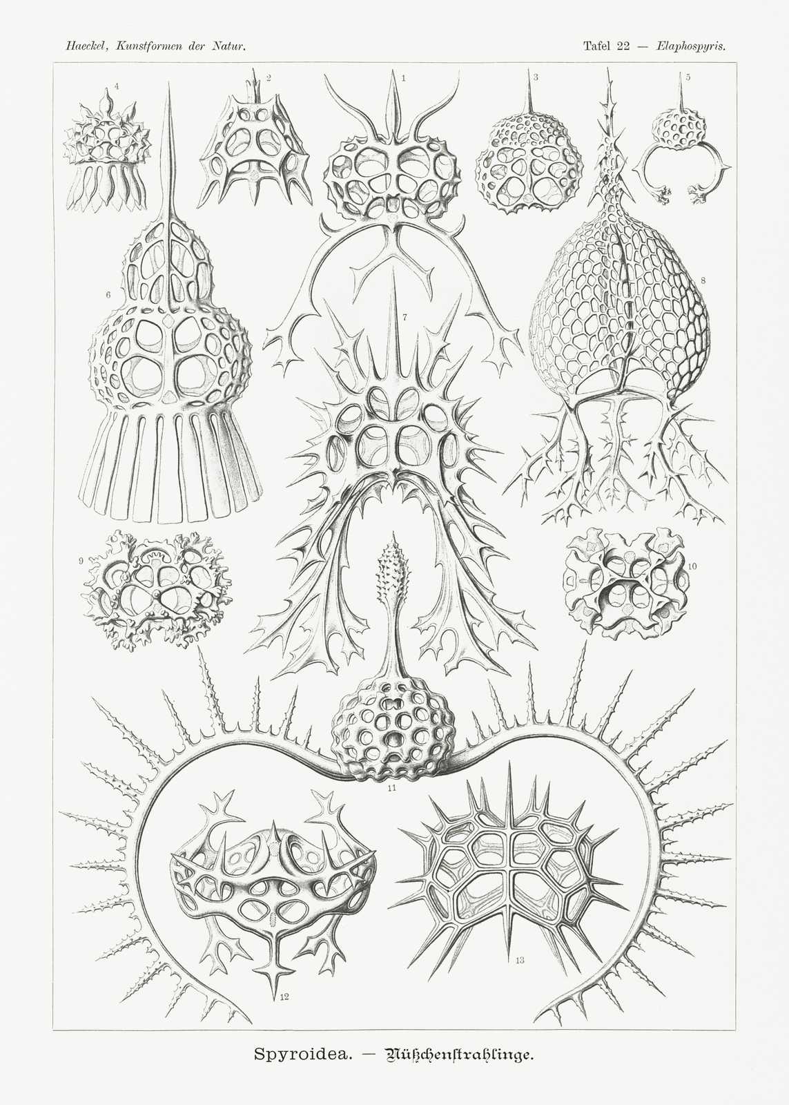 Vintage Radiolaria Botanical Art Wall Art
