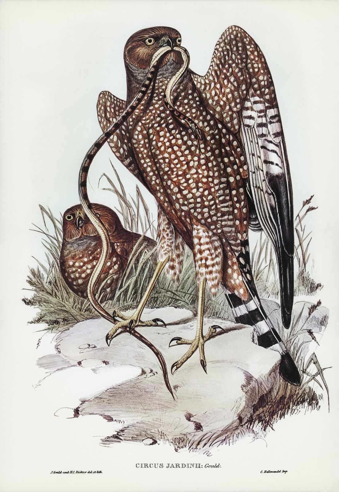 Majestic Hawk & Snake Vintage Bird Art Wall Art