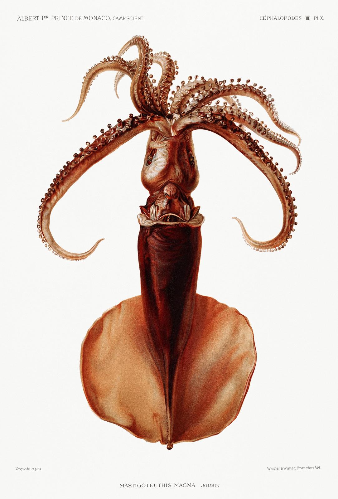 Giant Squid Vintage Scientific Illustration Wall Art