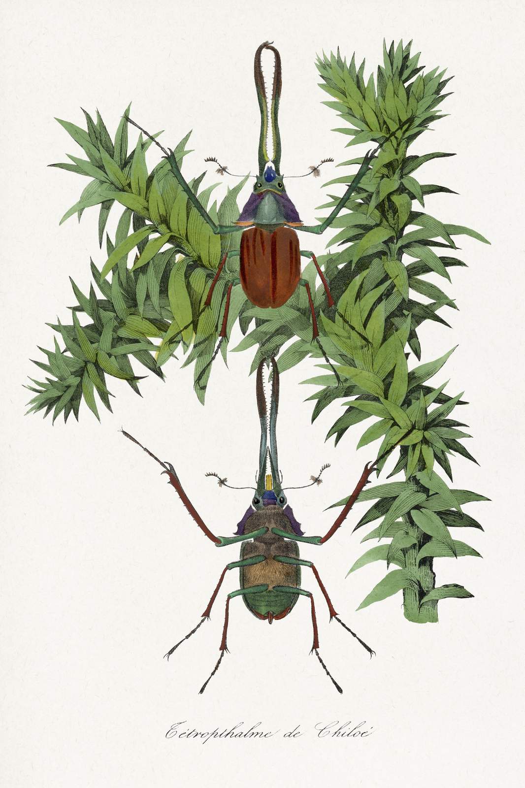 Vintage Insect Botanical Art Wall Art