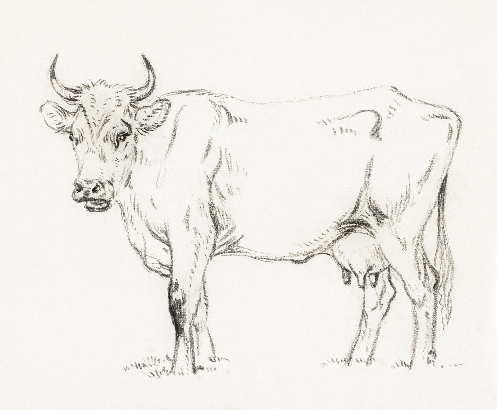 Elegant Bull Farmhouse Sketch Wall Art