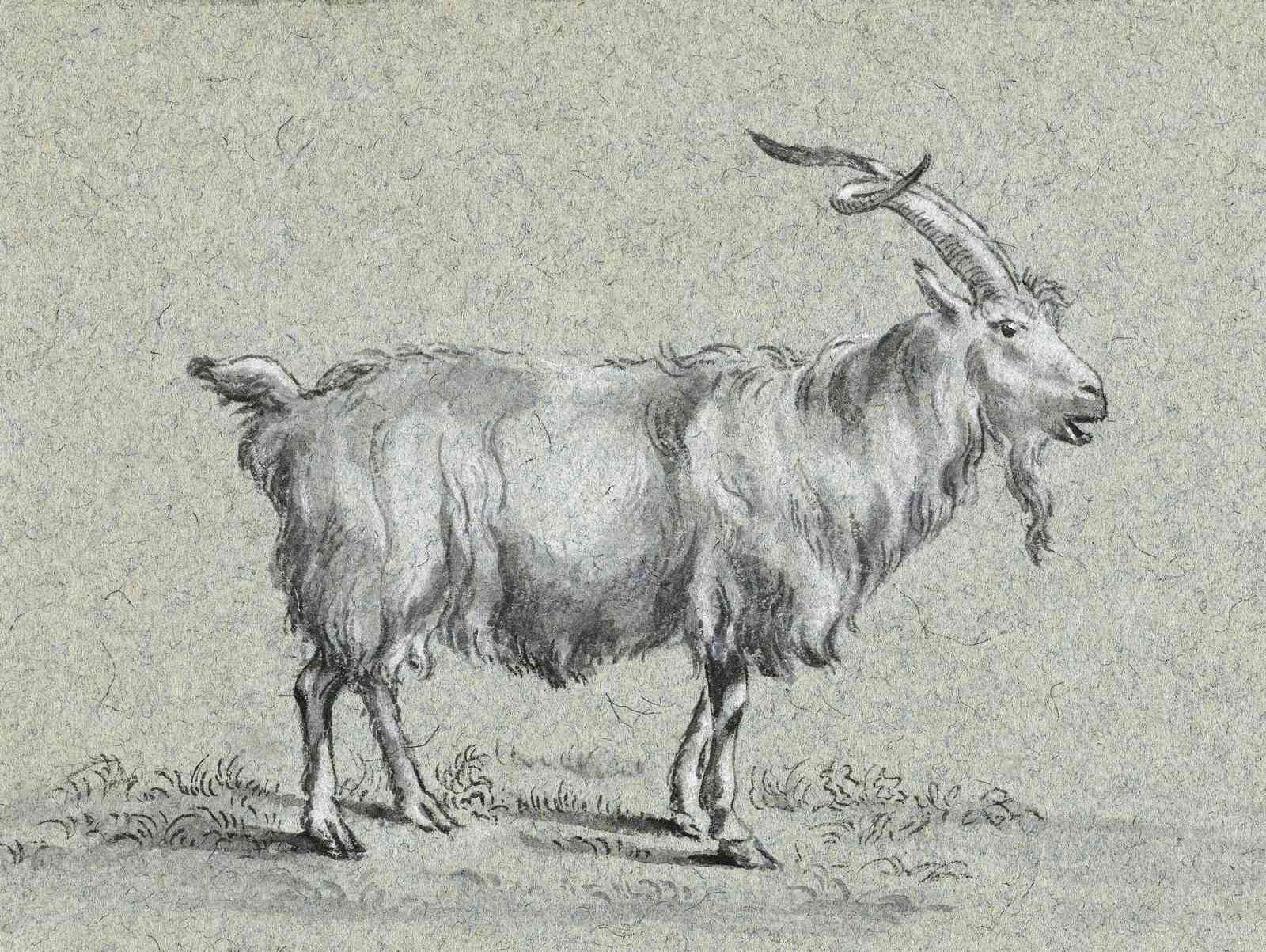 Vintage Goat Portrait Sketch Wall Art