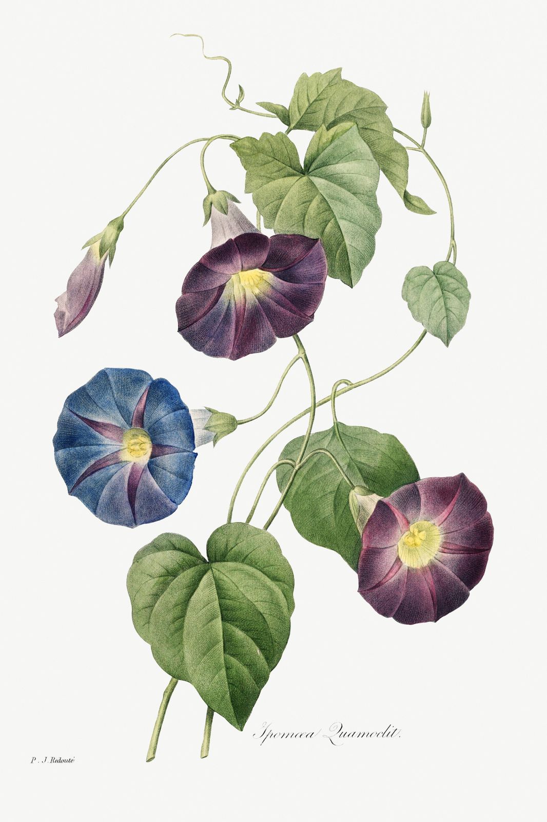 Vintage Morning Glory Botanical Wall Art