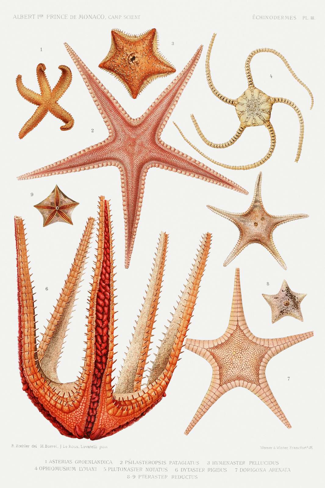 Vintage Starfish Marine Life Wall Art