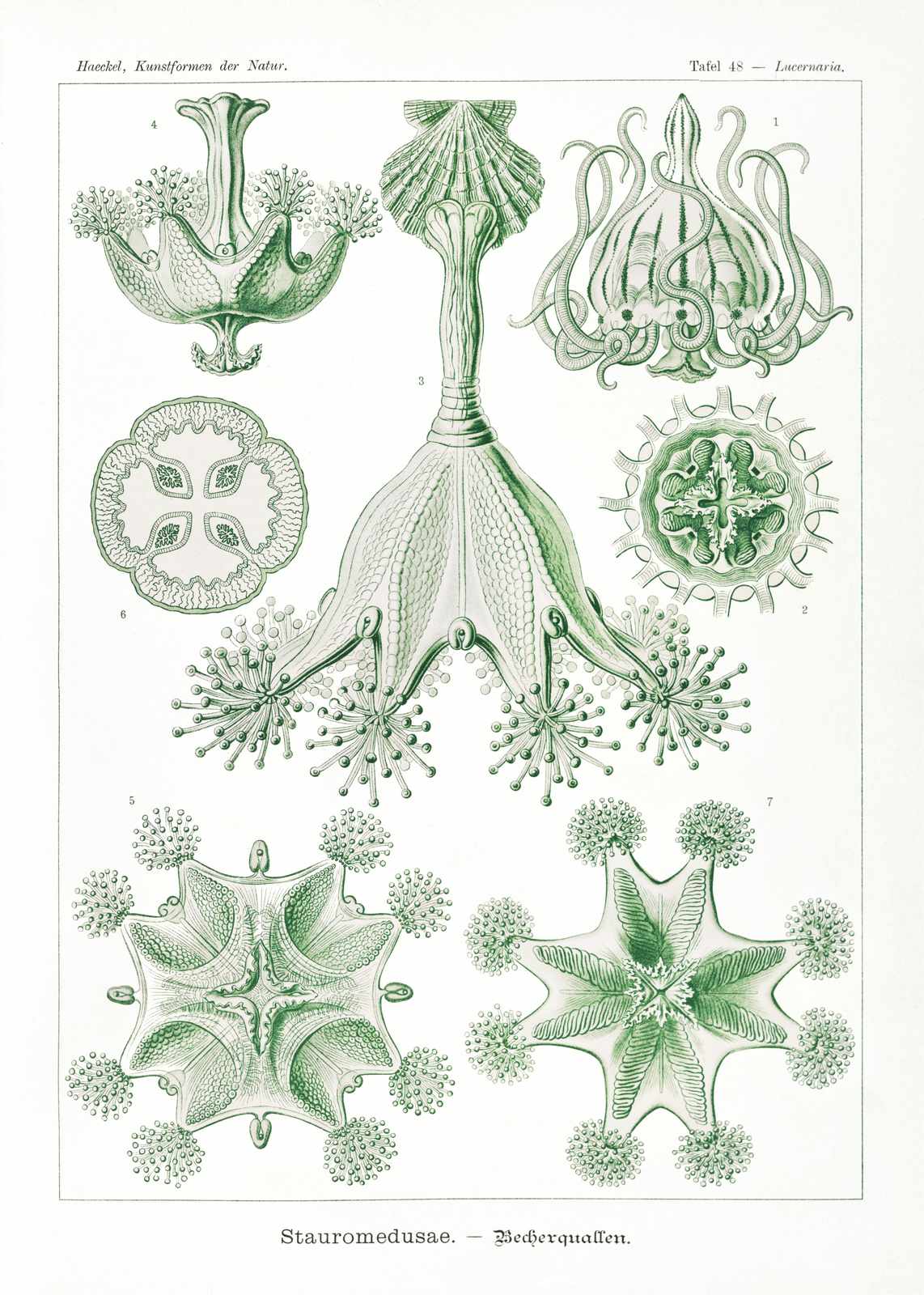 Vintage Sea Creature Botanical Art Wall Art