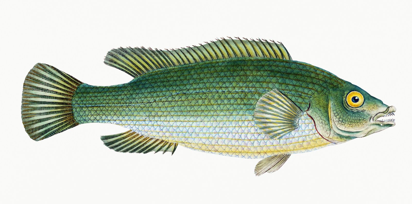 Vintage Fish Illustration Wall Art