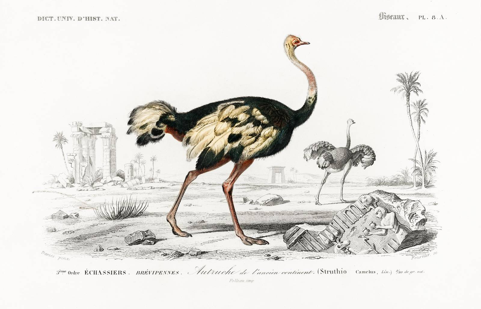 Vintage Ostrich Landscape Wall Art