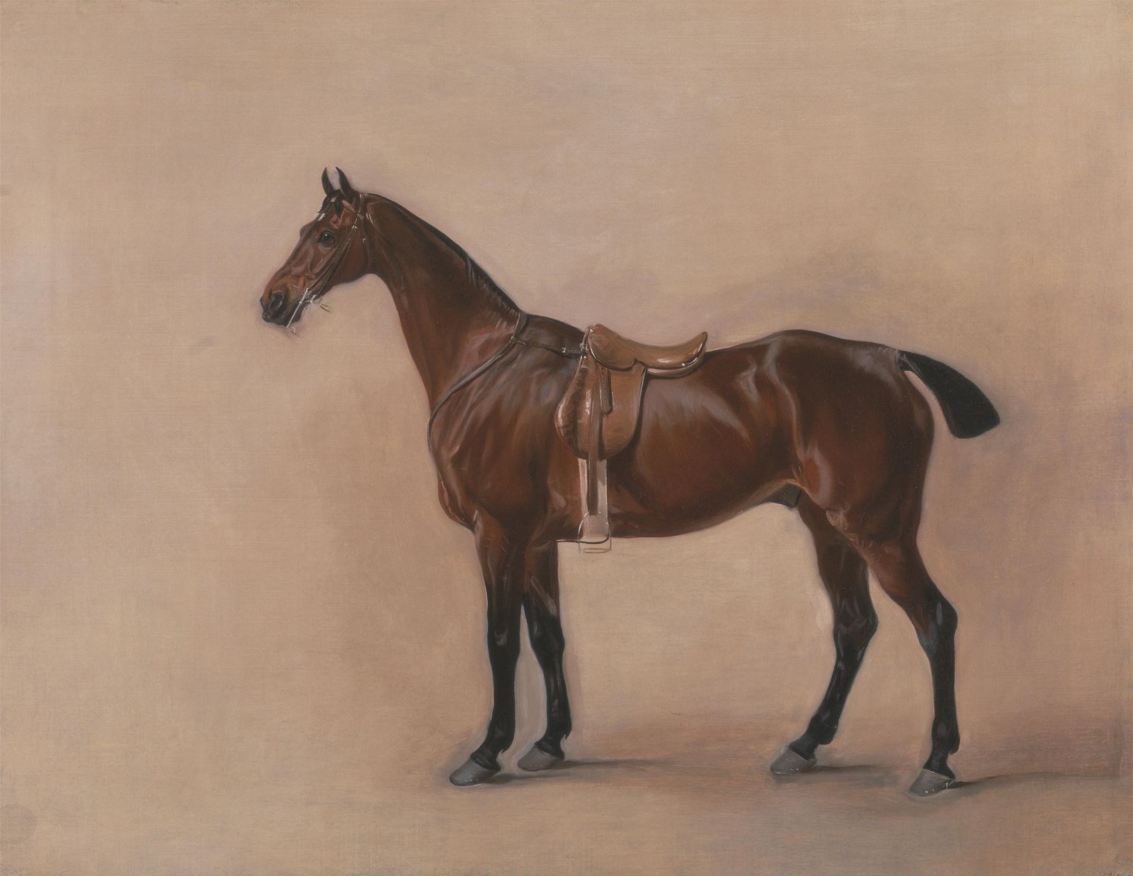 Elegant Chestnut Horse Polo Saddle Wall Art