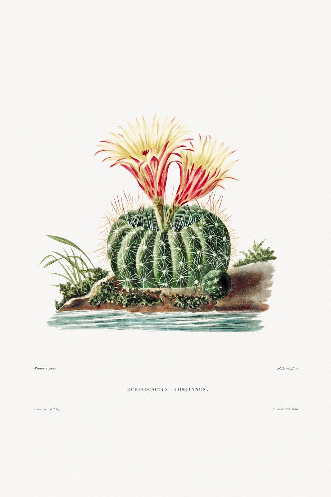 Blooming Echinocactus Concinnus Botanical Wall Art