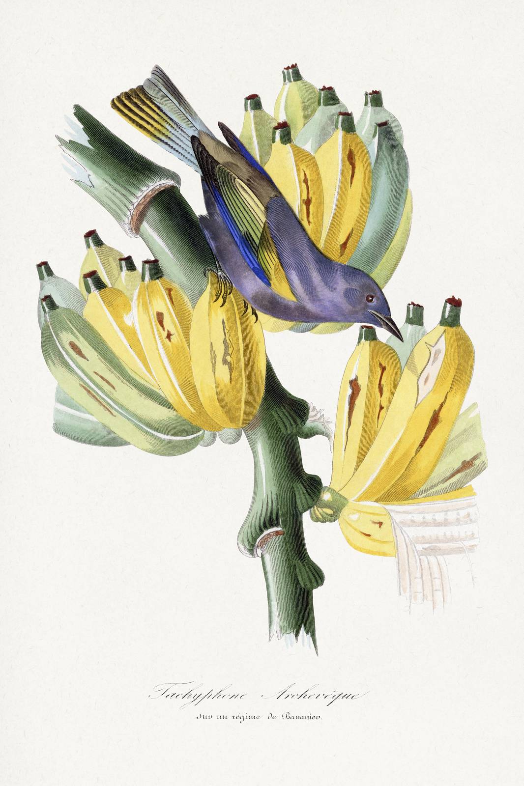 Exotic Bird on Banana Tree Wall Art