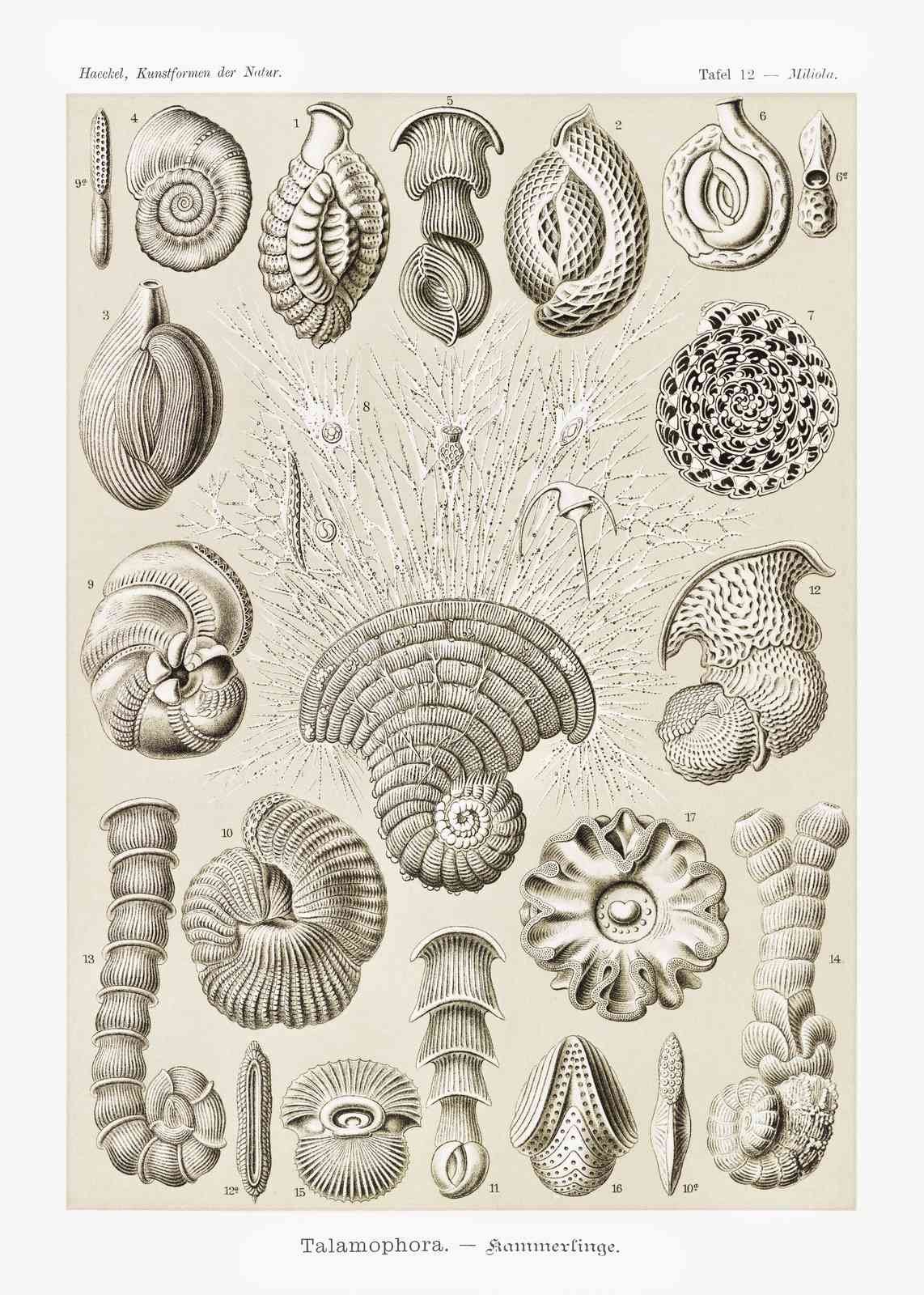 Vintage Microscopic Life Wall Art