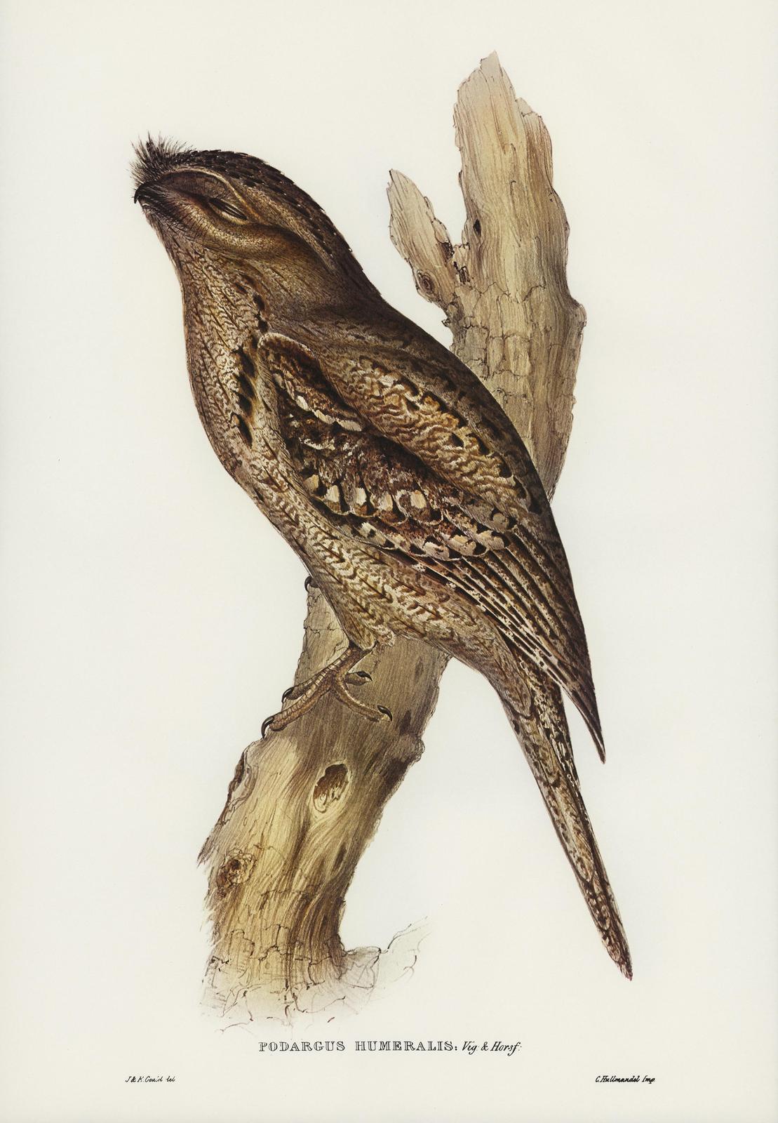 Humeralis Podargus Bird Vintage Art Wall Art