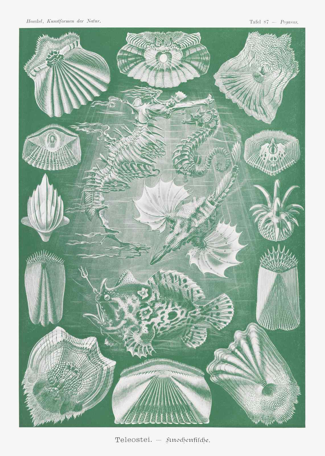 Vintage Marine Life Seahorse & Fish Wall Art