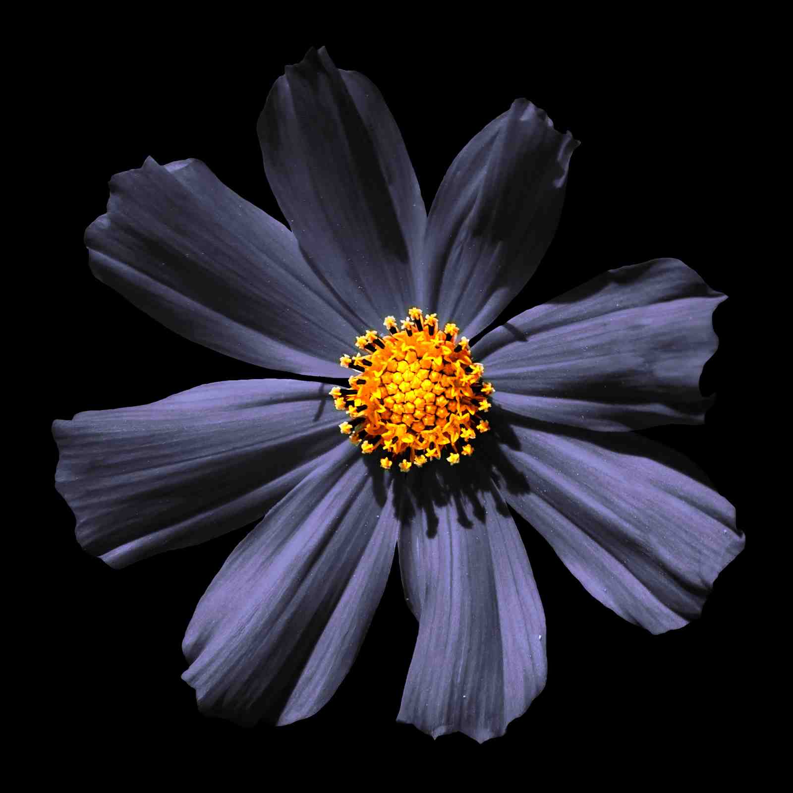 Dark Purple Cosmos Flower Art Wall Art