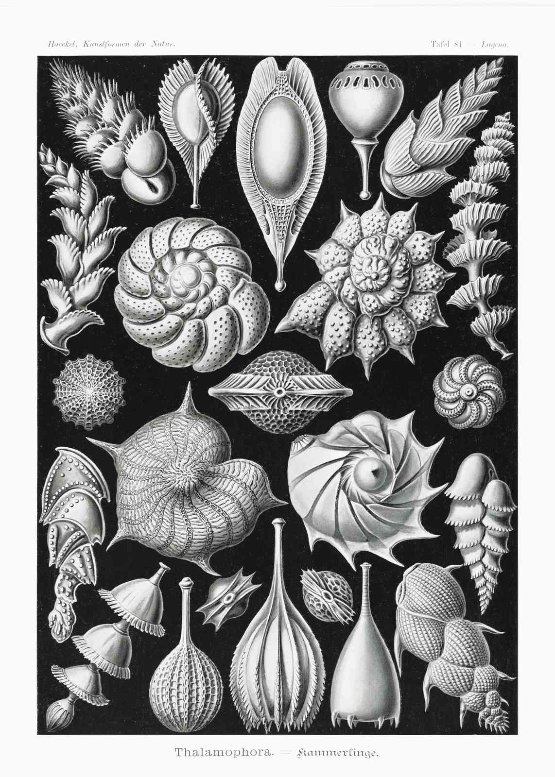 Vintage Radiolaria Botanical Art Wall Art