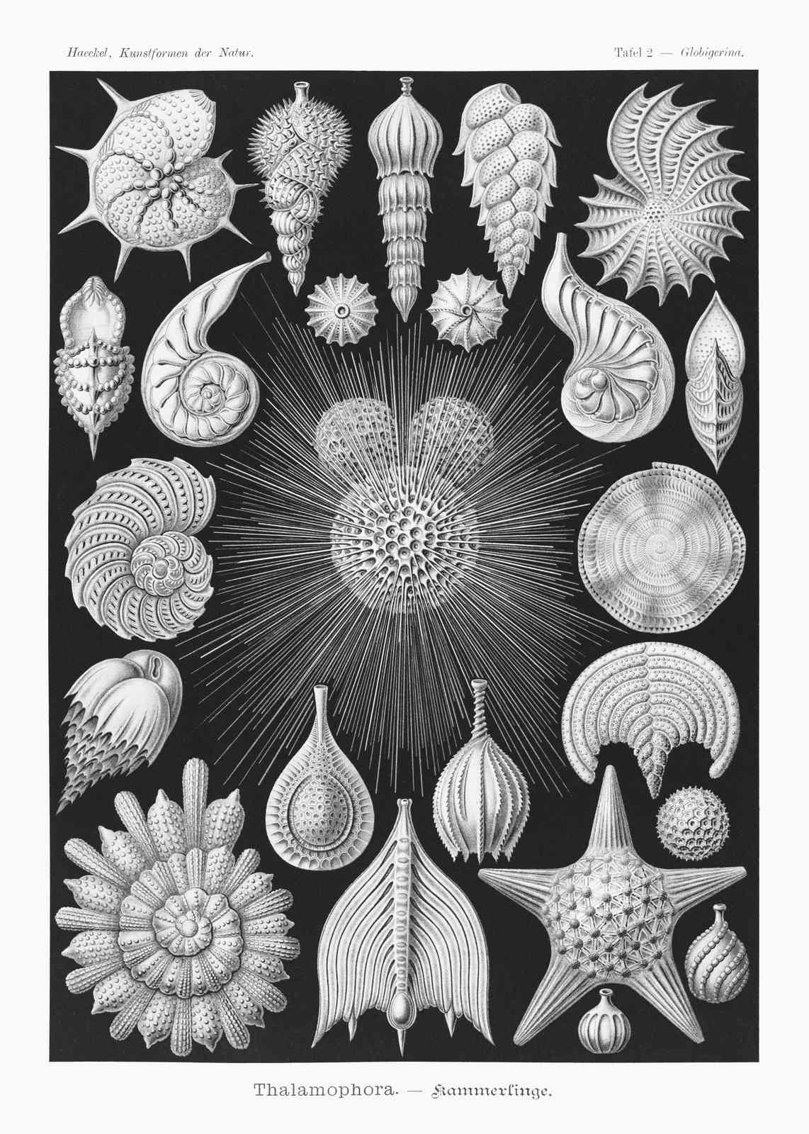 Haeckel Thalamophora Microorganism Art Wall Art
