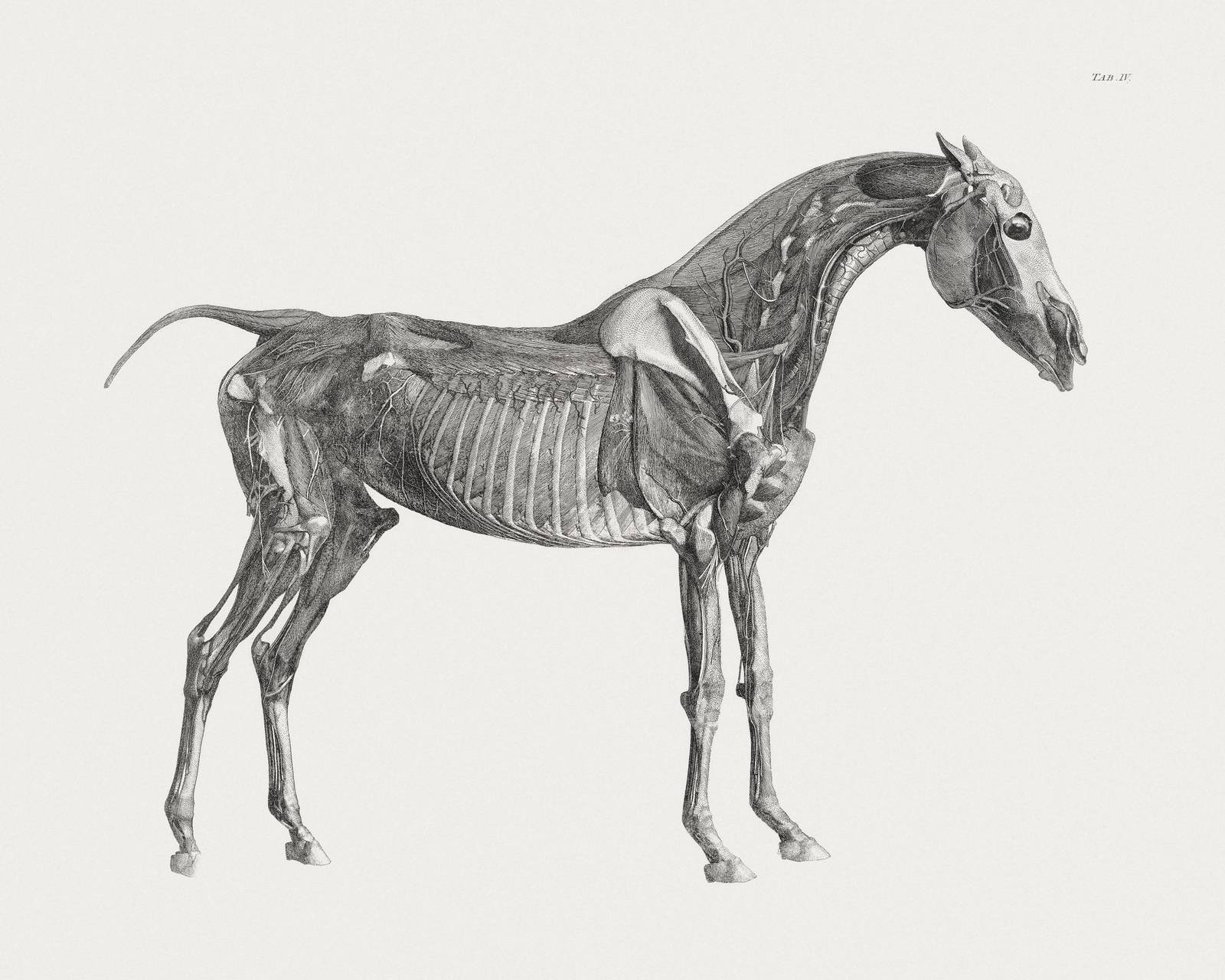 Vintage Horse Anatomy Wall Art
