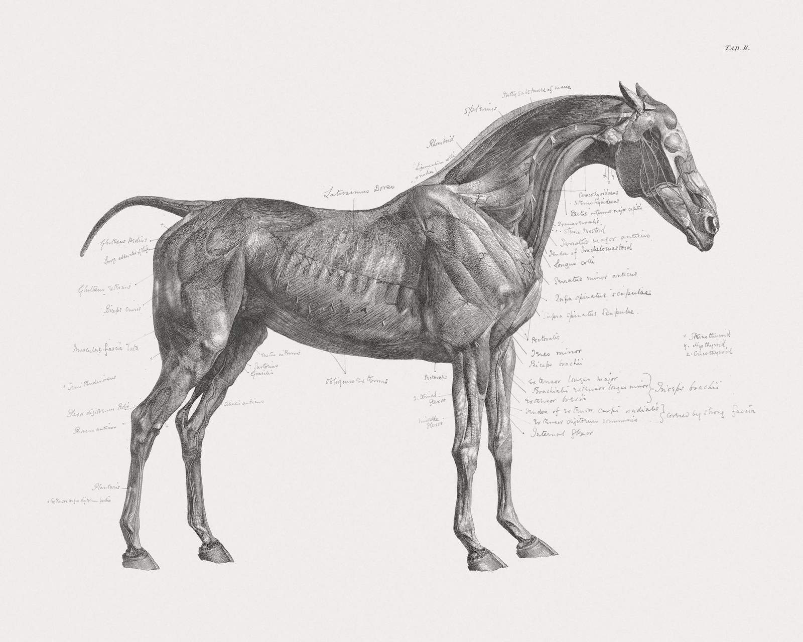 Vintage Horse Anatomy Wall Art Wall Art