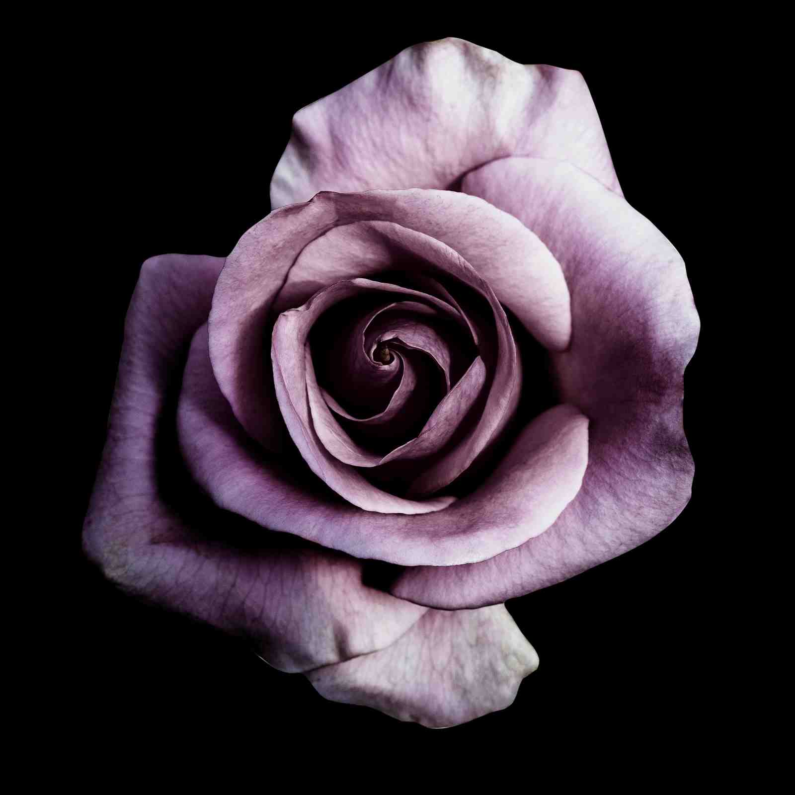 Elegant Purple Rose Wall Art Wall Art