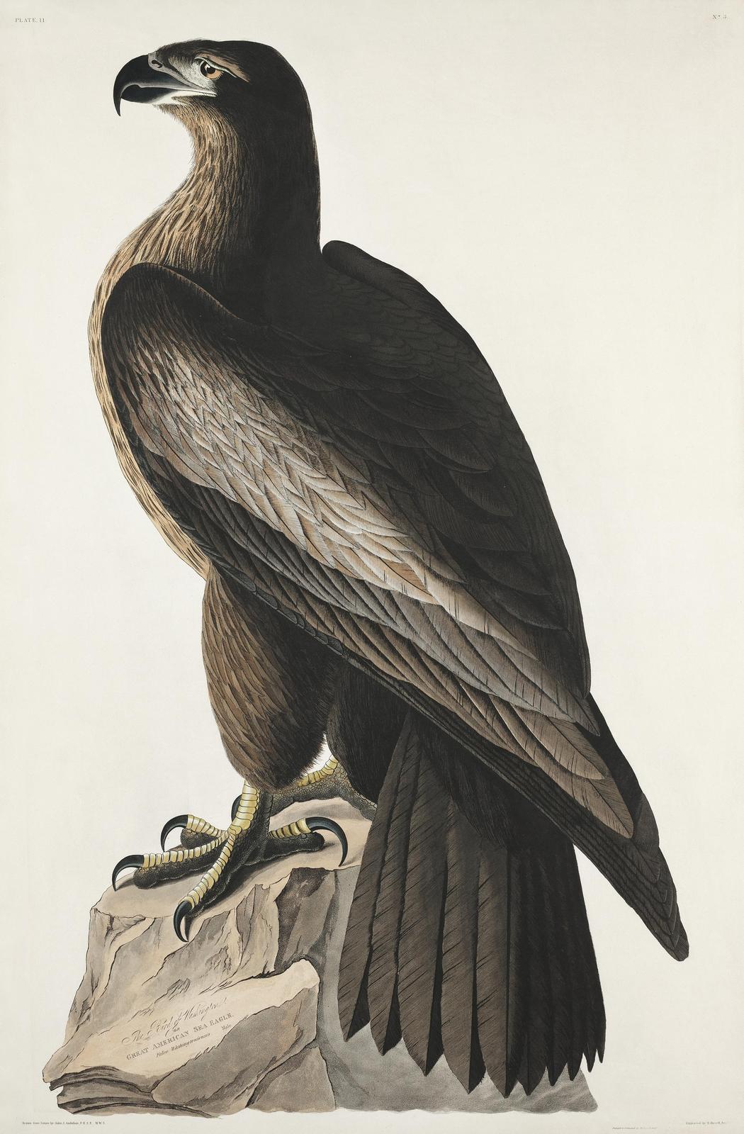 Majestic Eagle Art: Coastal Bird Wall Art