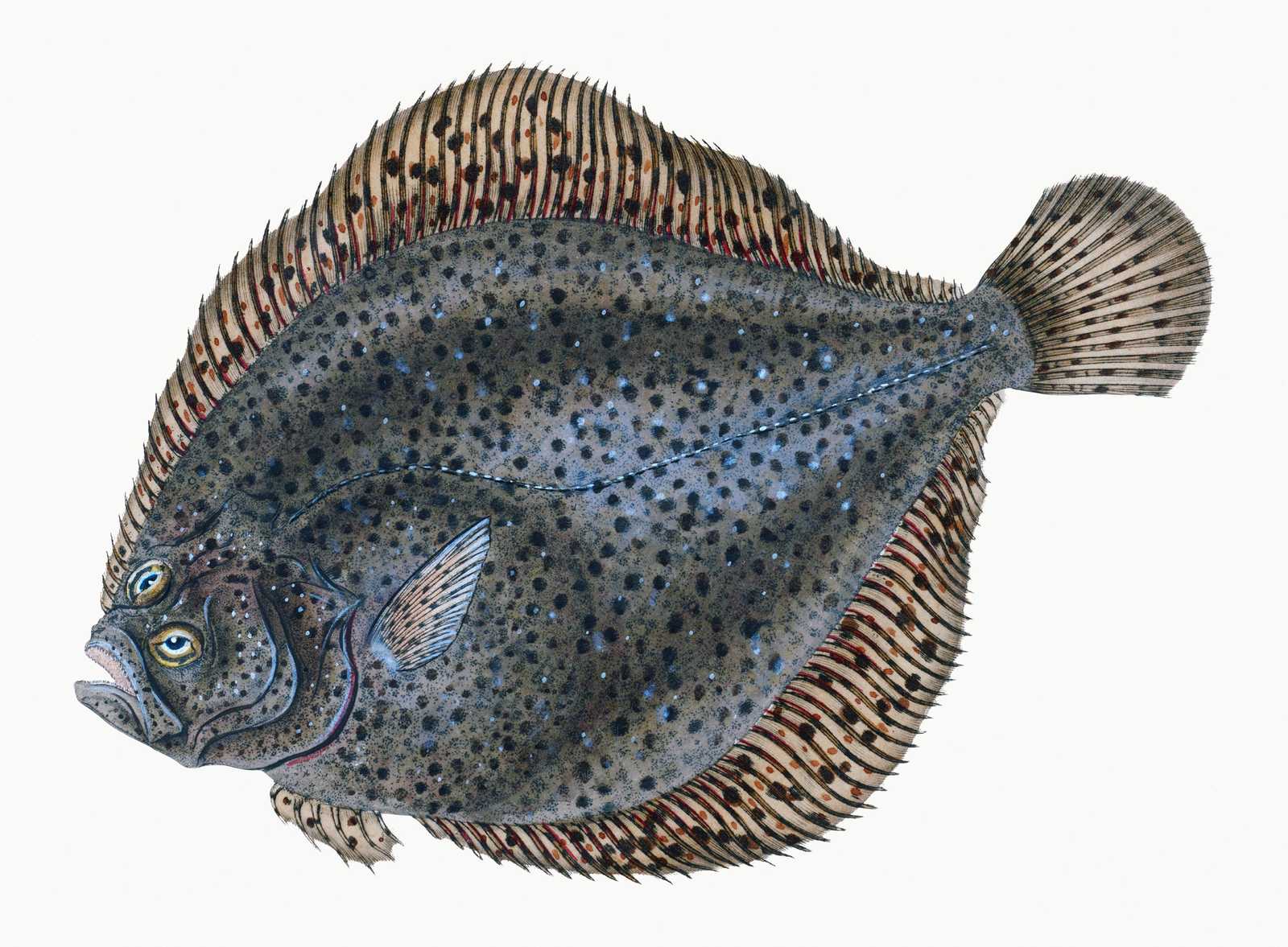 Realistic Flounder Fish Art Wall Art
