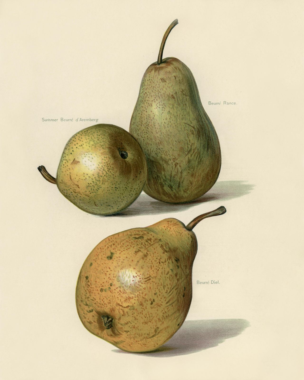 Vintage Pear Botanical Art Wall Art
