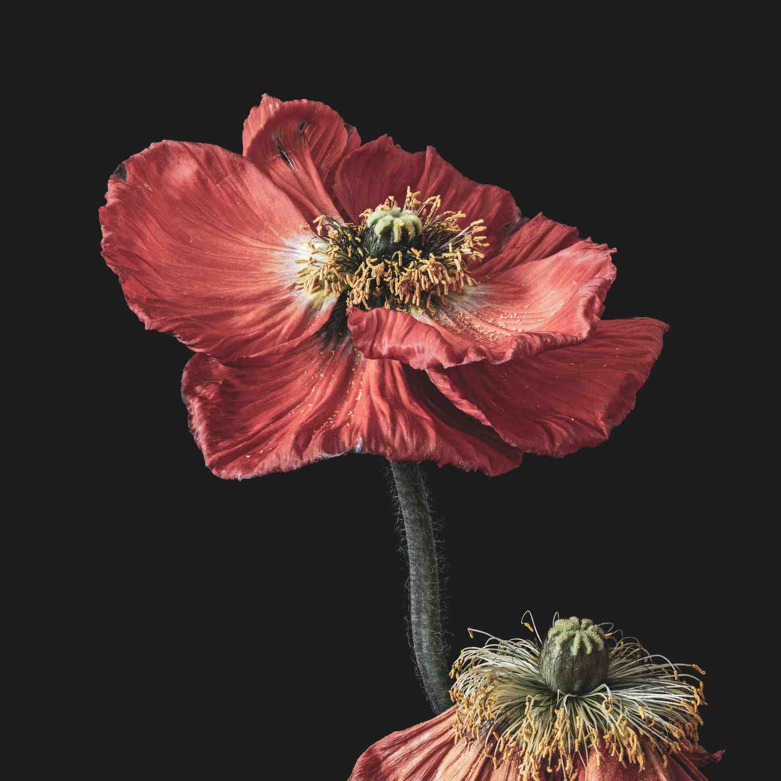 Dramatic Red Poppy Botanical Wall Art