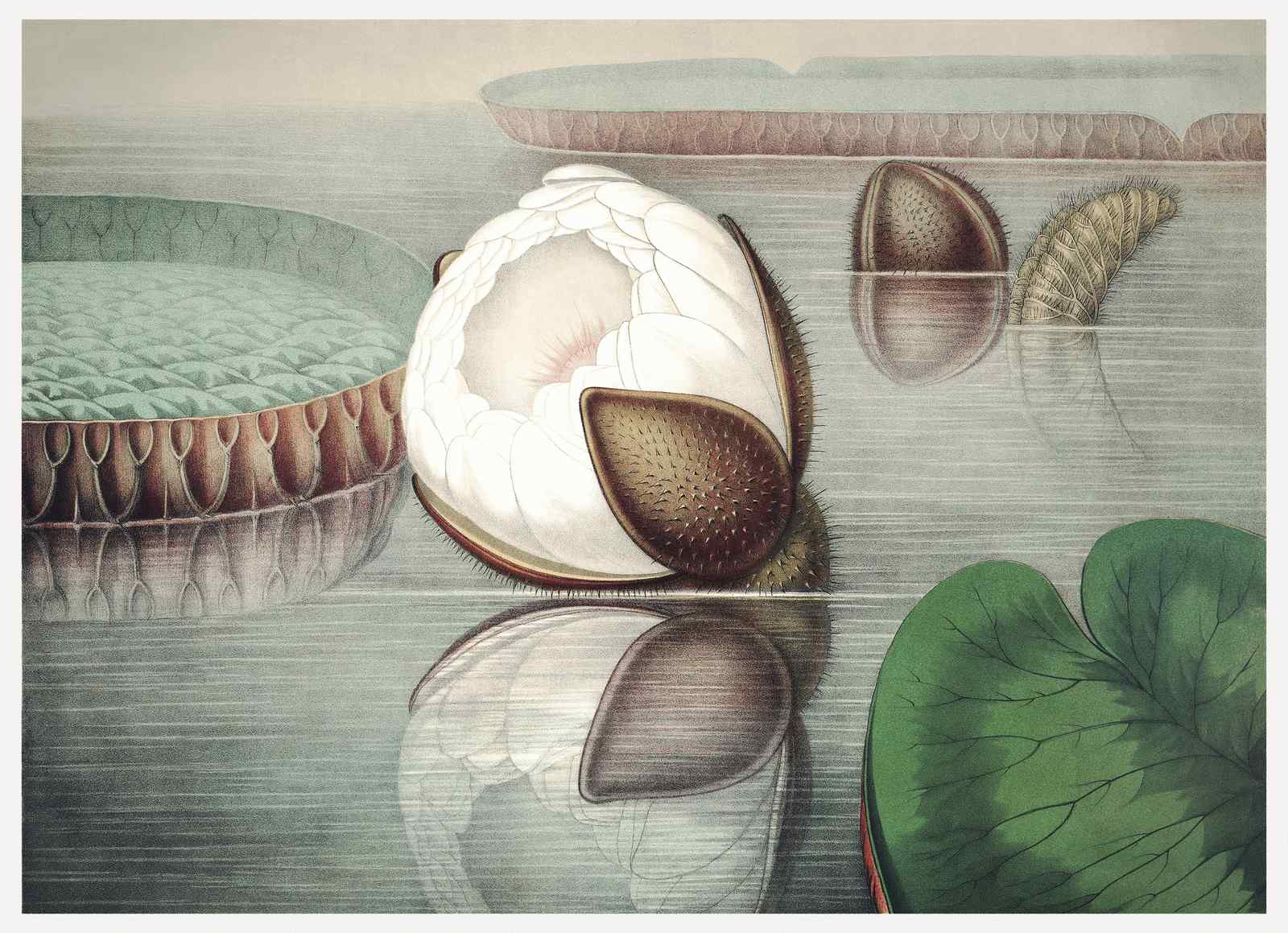 Victoria Amazonica Water Lily Botanical Wall Art