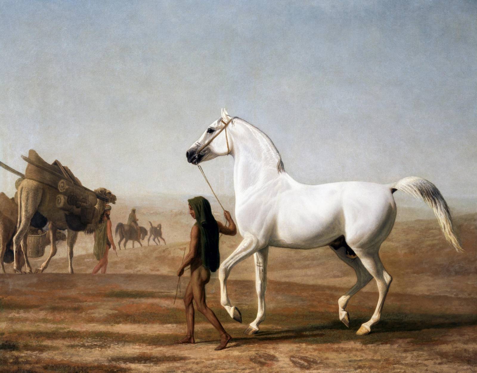Elegant Arabian Horse with Camel Caravan Wall Art