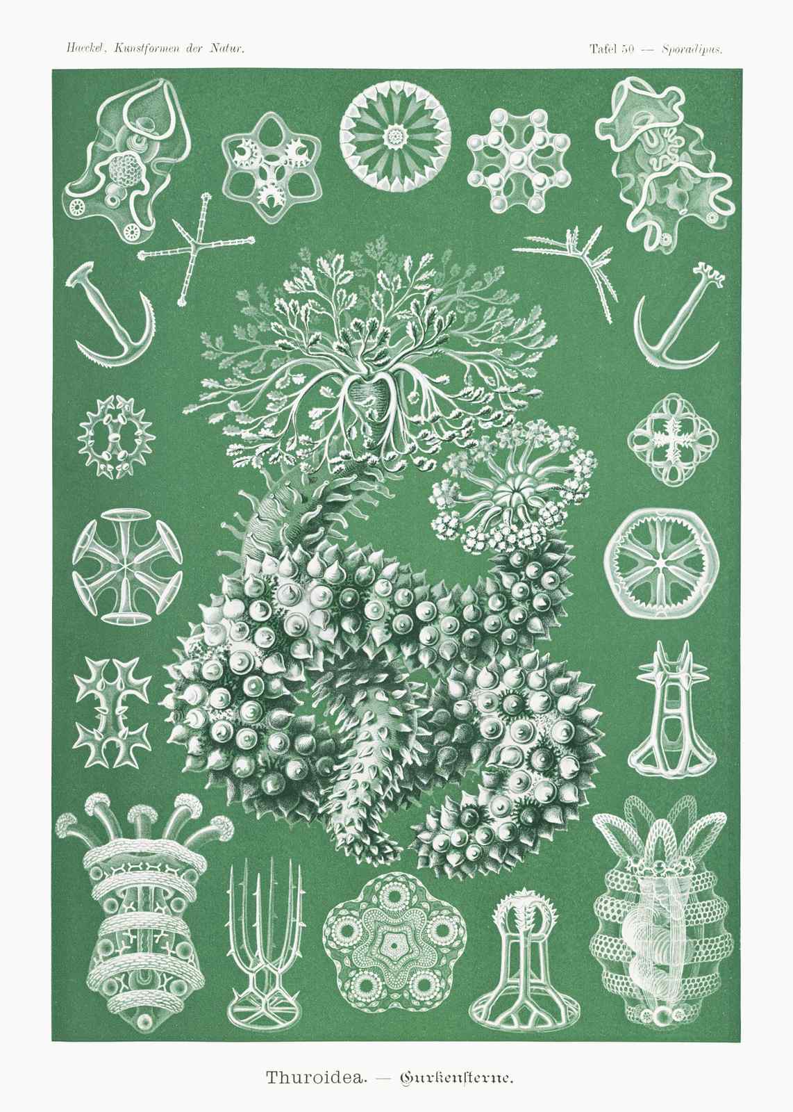 Vintage Sea Life Illustration Wall Art