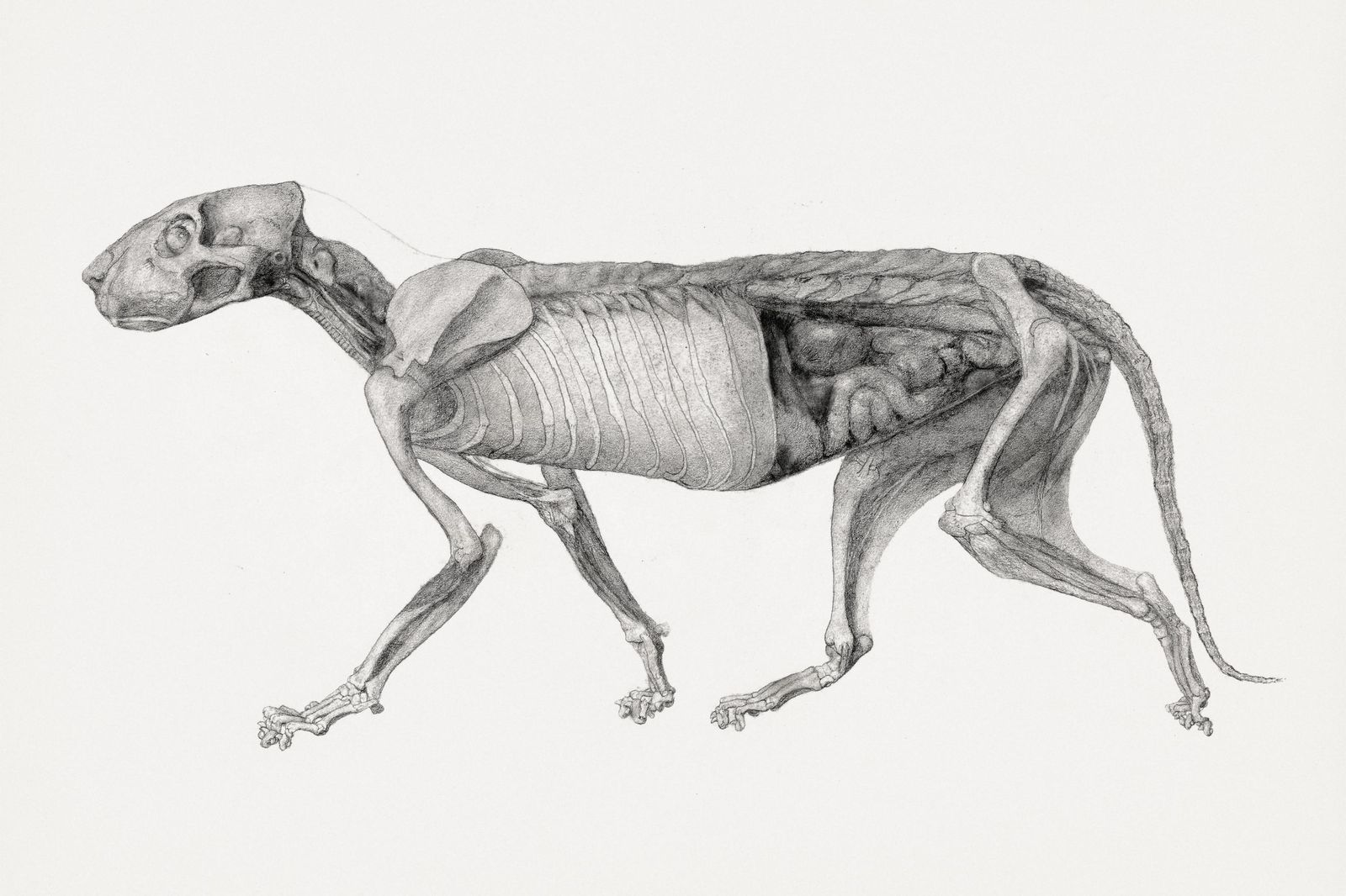 Anatomical Dog Skeleton Drawing Wall Art