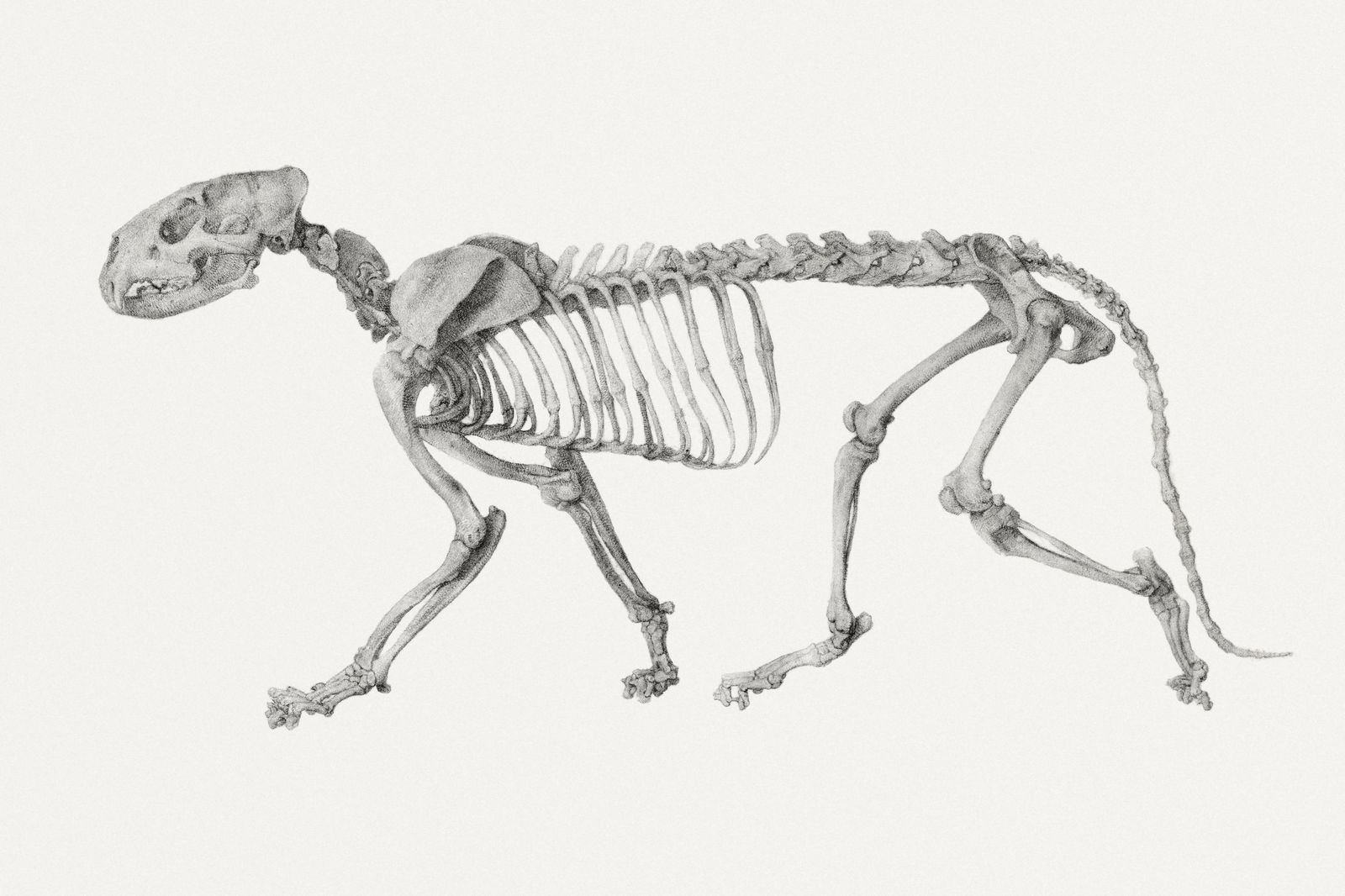 Elegant Animal Skeleton Wall Art