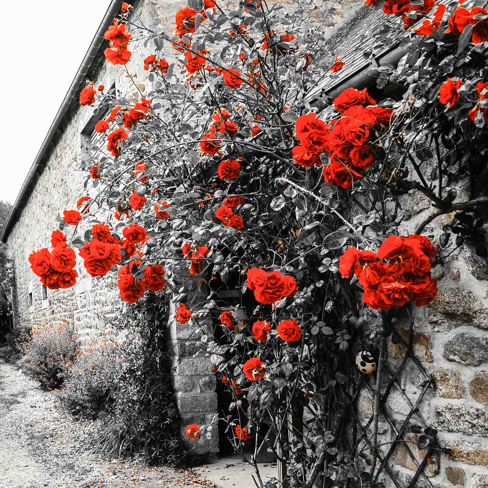 Vibrant Red Roses on Stone Cottage Wall Art