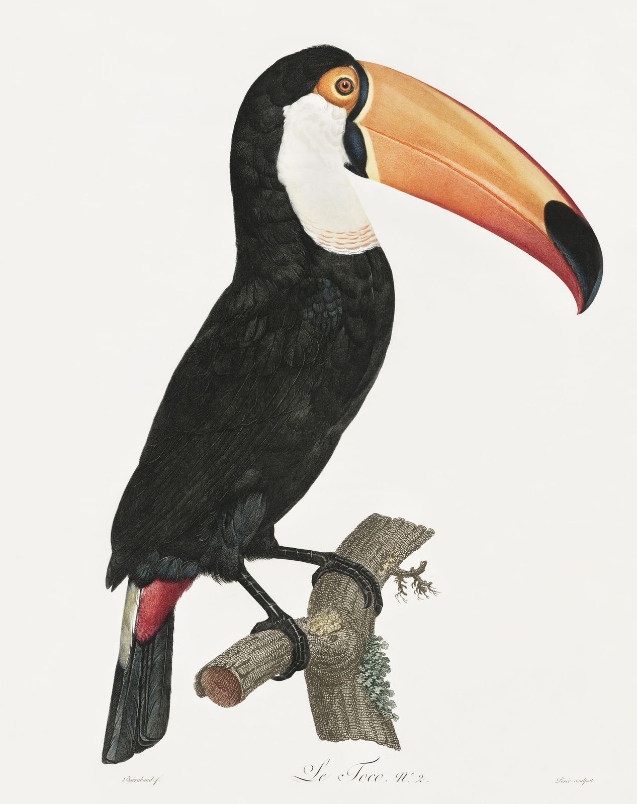Elegant Toucan Bird Vintage Wall Art Wall Art