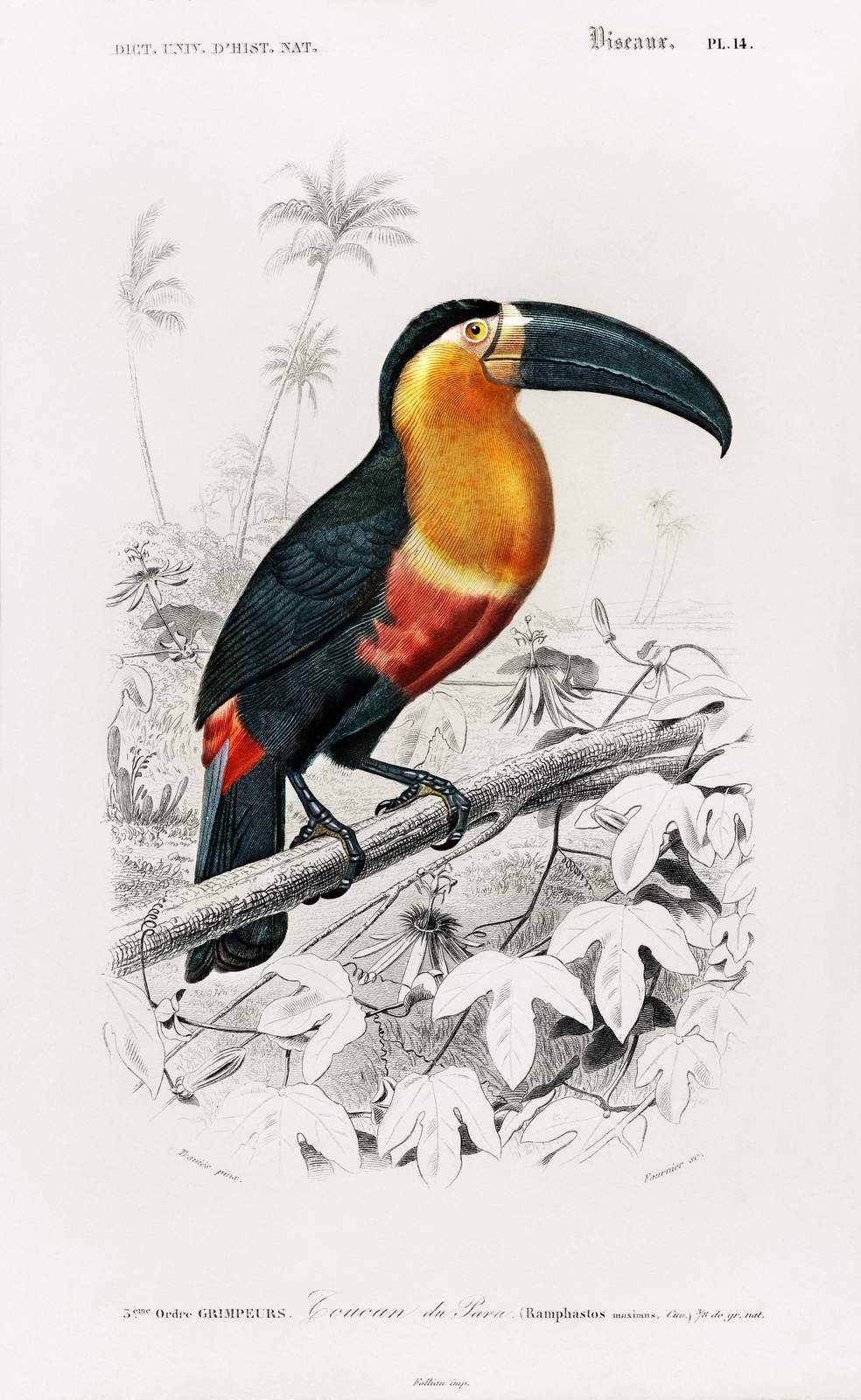 Exotic Toucan Tropical Bird Art Wall Art